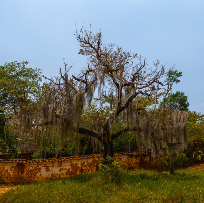 Panorámica de árbol típico con musgo en Barichara